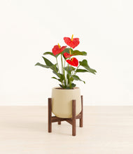 Load image into Gallery viewer, Almond Green stand:walnut