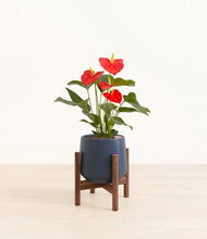 Load image into Gallery viewer, Deep Navy stand:walnut