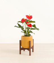 Load image into Gallery viewer, Mustard stand:walnut