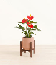Load image into Gallery viewer, Calm Rose stand:walnut