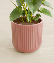 Load image into Gallery viewer, Striped Rose Pink stand:all