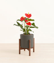 Load image into Gallery viewer, Dark Olive stand:walnut