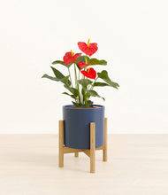 Load image into Gallery viewer, Deep Navy stand:bamboo