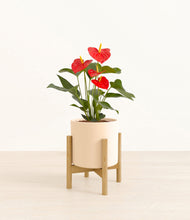 Load image into Gallery viewer, Cream stand:bamboo
