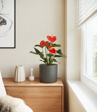 Load image into Gallery viewer, Dark Olive