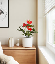 Load image into Gallery viewer, White