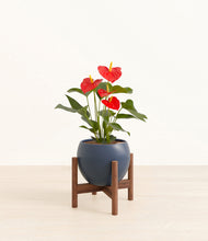 Load image into Gallery viewer, Deep Navy stand:walnut