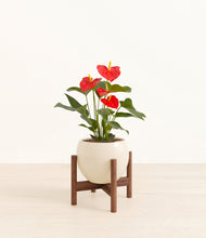 Load image into Gallery viewer, Shiny EggWhite stand:walnut