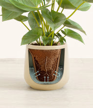 Load image into Gallery viewer, Almond Green stand:all