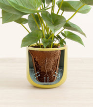 Load image into Gallery viewer, Key Lime Yellow stand:all