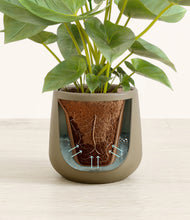 Load image into Gallery viewer, Olive stand:all