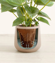 Load image into Gallery viewer, Eternal Gray stand:all