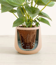 Load image into Gallery viewer, Gentle Pink stand:all