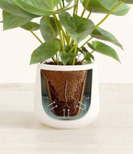 Load image into Gallery viewer, White stand:all