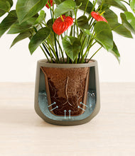 Load image into Gallery viewer, Olive stand:all