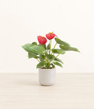 Load image into Gallery viewer, Snowdrift White*****Profile