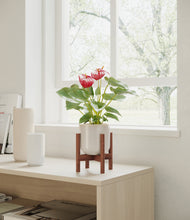 Load image into Gallery viewer, Snowdrift White stand:walnut