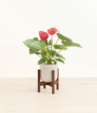 Load image into Gallery viewer, Snowdrift White stand:walnut