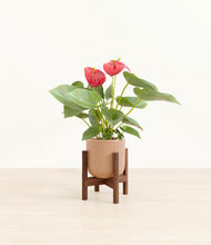 Load image into Gallery viewer, Striped Peach Pink stand:walnut