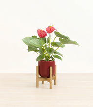 Load image into Gallery viewer, Striped Cherry Red stand:bamboo