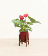 Load image into Gallery viewer, Striped Cherry Red stand:walnut