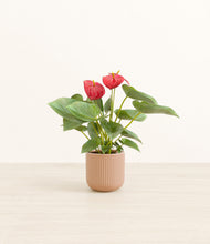 Load image into Gallery viewer, Striped Peach Pink*****Profile