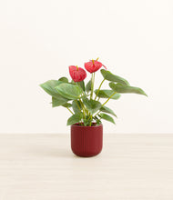 Load image into Gallery viewer, Striped Cherry Red*****Profile