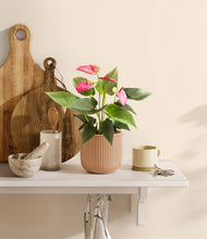 Load image into Gallery viewer, Striped Peach Pink