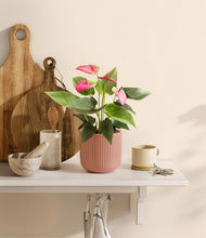 Load image into Gallery viewer, Striped Rose Pink