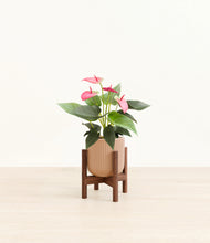 Load image into Gallery viewer, Striped Peach Pink stand:walnut