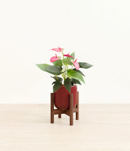 Load image into Gallery viewer, Striped Cherry Red stand:walnut