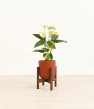 Load image into Gallery viewer, Earth Red stand:walnut