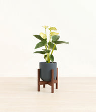 Load image into Gallery viewer, Iron Gray stand:walnut