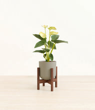 Load image into Gallery viewer, Sage Green stand:walnut