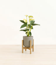 Load image into Gallery viewer, Sage Green stand:bamboo