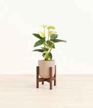 Load image into Gallery viewer, Sandy Pink stand:walnut