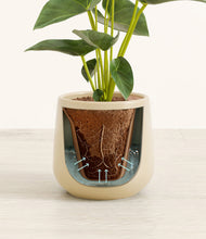 Load image into Gallery viewer, Almond Green stand:all