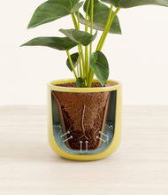 Load image into Gallery viewer, Key Lime Yellow stand:all