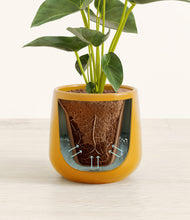 Load image into Gallery viewer, Mustard stand:all