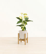 Load image into Gallery viewer, Snowdrift White stand:bamboo