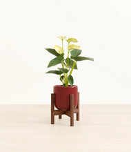 Load image into Gallery viewer, Striped Cherry Red stand:walnut