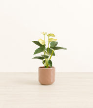 Load image into Gallery viewer, Hammered Peach Pink*****Profile