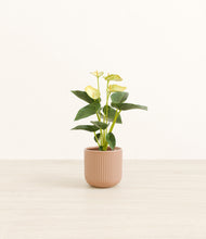 Load image into Gallery viewer, -