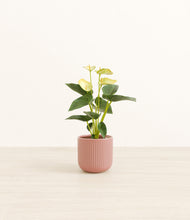 Load image into Gallery viewer, Striped Rose Pink*****Profile