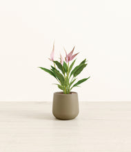 Load image into Gallery viewer, Olive*****Profile