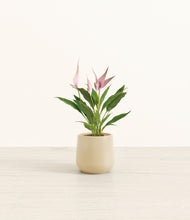 Load image into Gallery viewer, Almond Green*****Profile