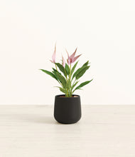 Load image into Gallery viewer, Black*****Profile