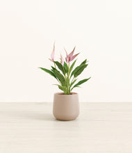 Load image into Gallery viewer, Eternal Gray*****Profile