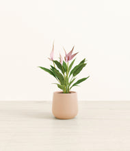 Load image into Gallery viewer, Gentle Pink*****Profile