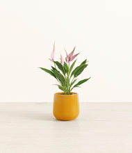 Load image into Gallery viewer, Mustard*****Profile